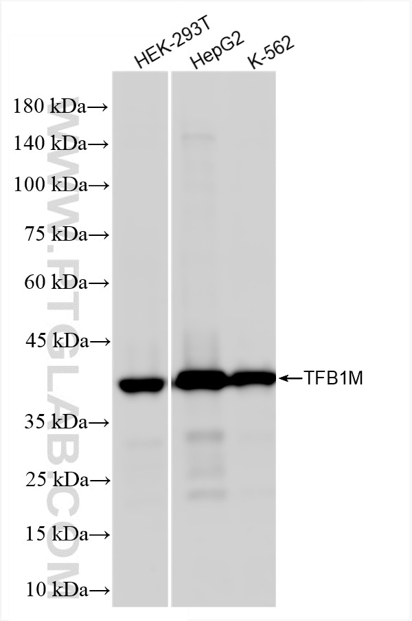Western Blot (WB) analysis of various lysates using TFB1M Recombinant antibody (84957-4-RR)