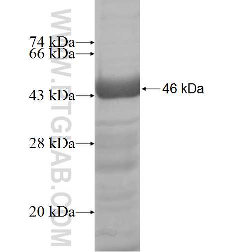 TFB1M fusion protein Ag9697 SDS-PAGE