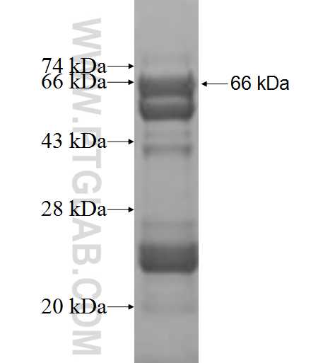 TFB1M fusion protein Ag9785 SDS-PAGE