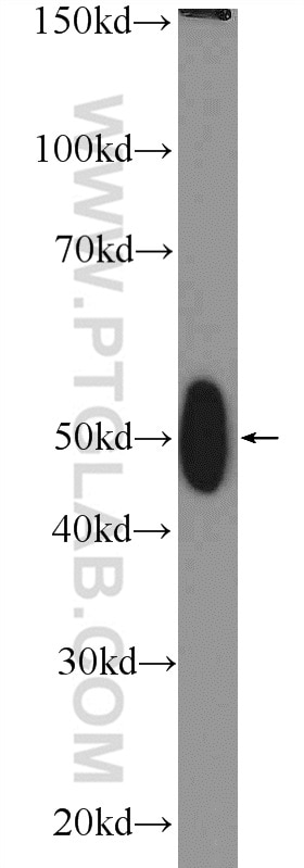 Western Blot (WB) analysis of mouse testis tissue using TFB2M Polyclonal antibody (24411-1-AP)