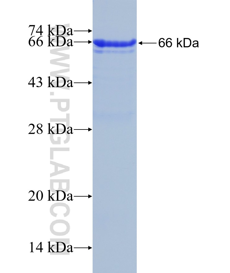 TFCP2L1 fusion protein Ag5520 SDS-PAGE