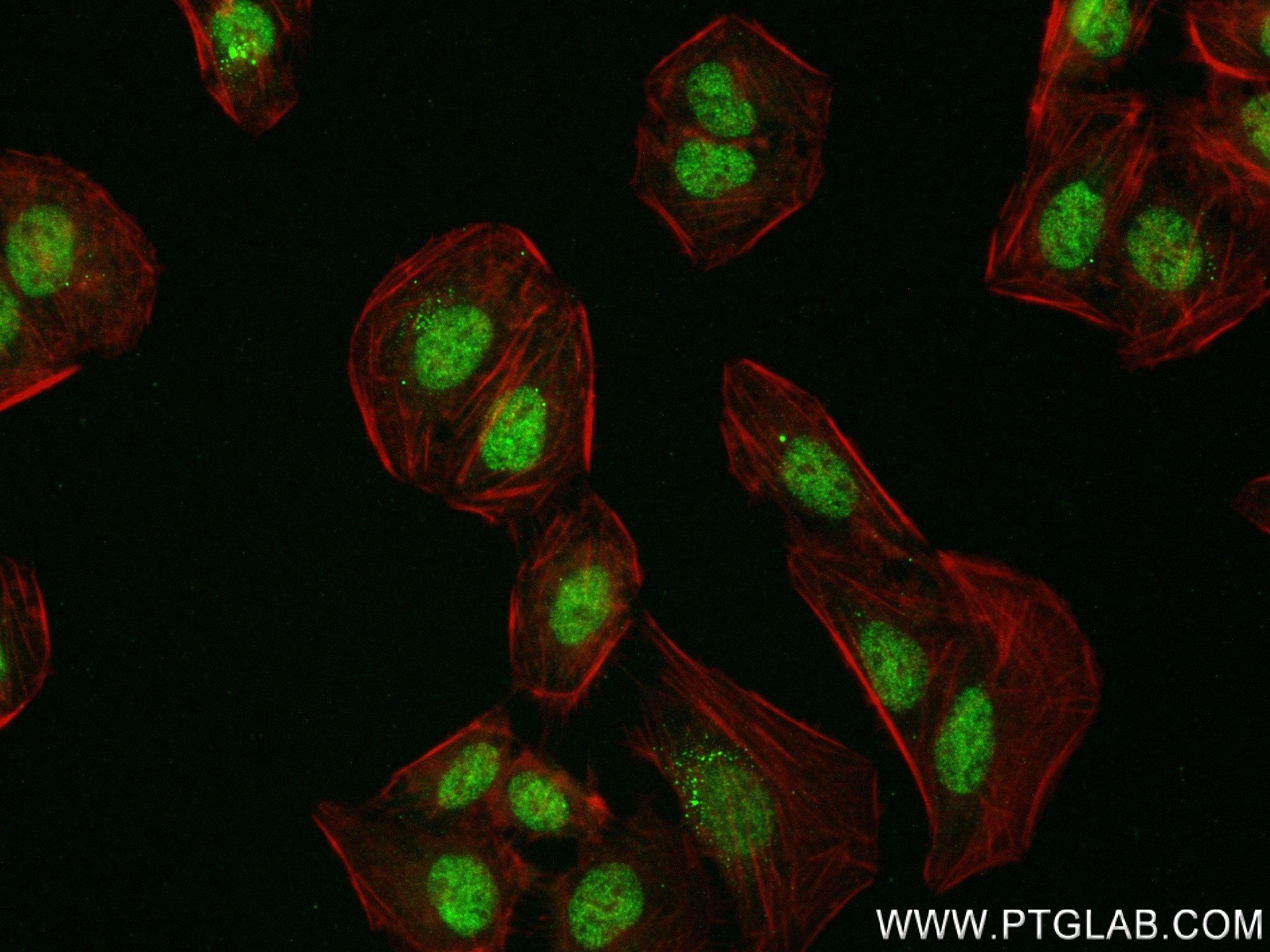 Immunofluorescence (IF) / fluorescent staining of U2OS cells using TFDP2 Recombinant antibody (84408-4-RR)