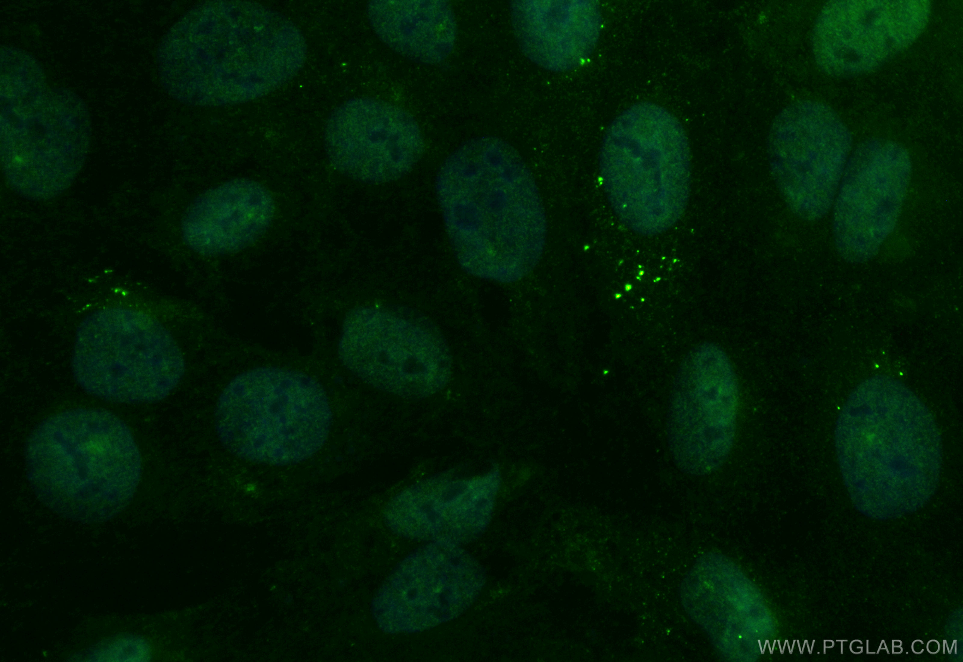 Immunofluorescence (IF) / fluorescent staining of U2OS cells using CoraLite® Plus 488-conjugated TFDP2 Recombinant an (CL488-84408-4)