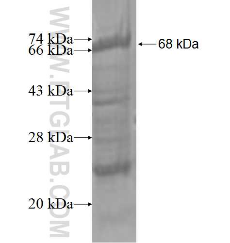 TFDP2 fusion protein Ag2054 SDS-PAGE