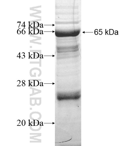 TFDP3 fusion protein Ag12451 SDS-PAGE