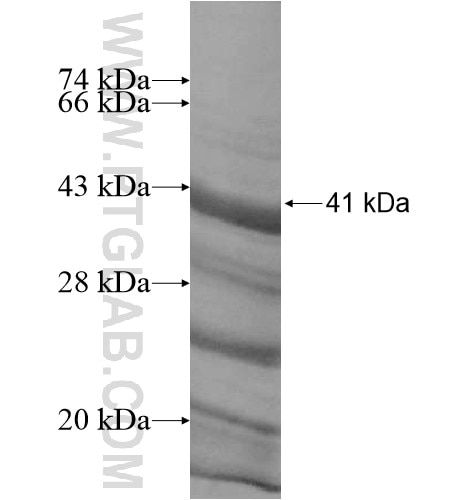 TFDP3 fusion protein Ag12474 SDS-PAGE