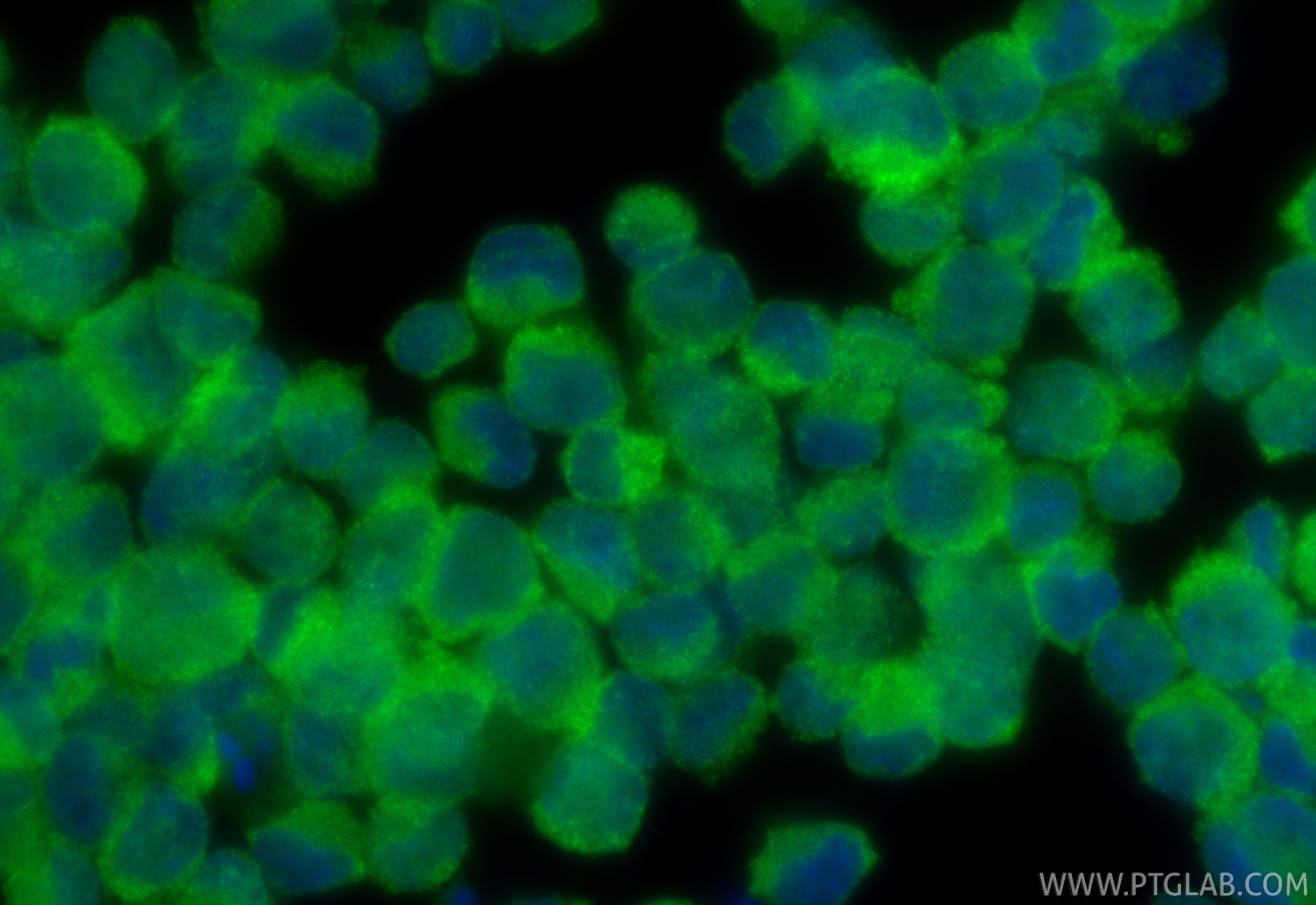 Immunofluorescence (IF) / fluorescent staining of K-562 cells using TFE3 Polyclonal antibody (14480-1-AP)