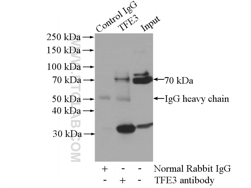 Immunoprecipitation (IP) experiment of K-562 cells using TFE3 Polyclonal antibody (14480-1-AP)