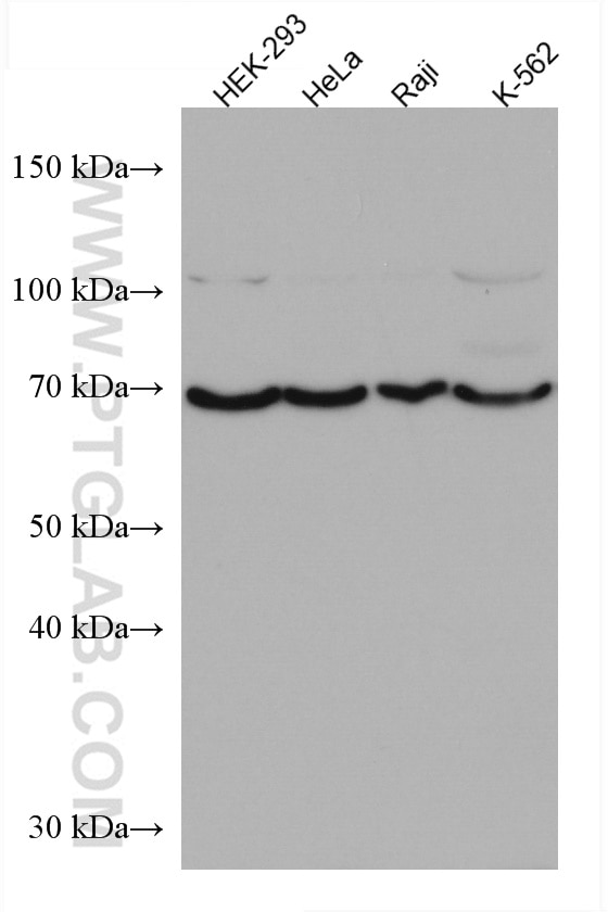 Western Blot (WB) analysis of various lysates using TFE3 Monoclonal antibody (67319-1-Ig)