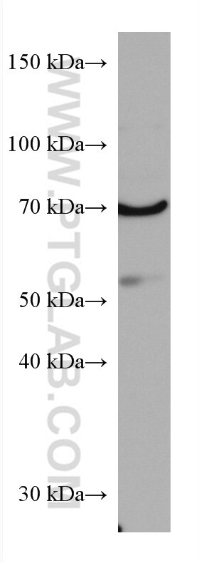 Western Blot (WB) analysis of C2C12 cells using TFE3 Monoclonal antibody (67319-1-Ig)
