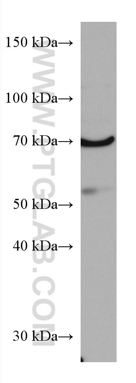 WB analysis of C2C12 using 67319-1-Ig