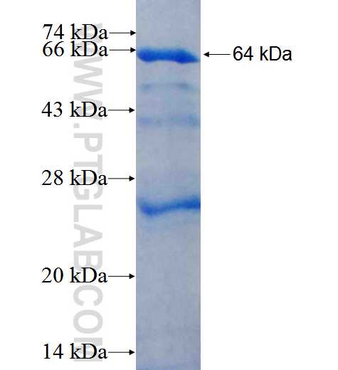 TFE3 fusion protein Ag5863 SDS-PAGE