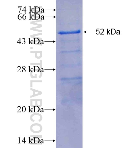 TFE3 fusion protein Ag6320 SDS-PAGE