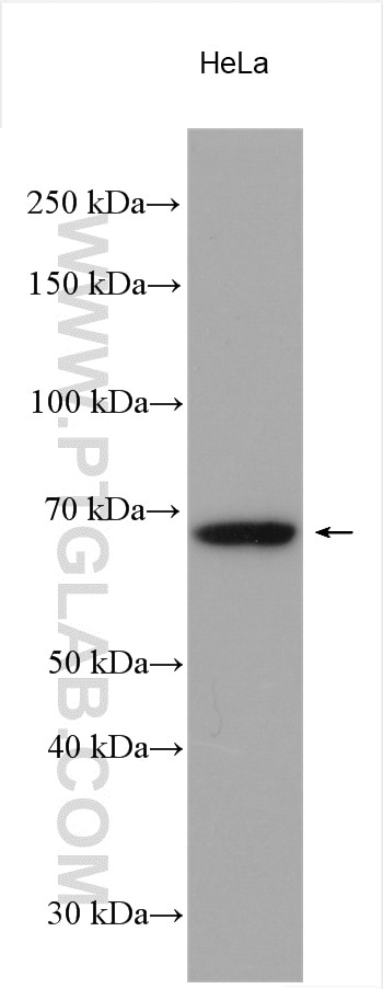 Western Blot (WB) analysis of various lysates using TFEB Polyclonal antibody (13372-1-AP)