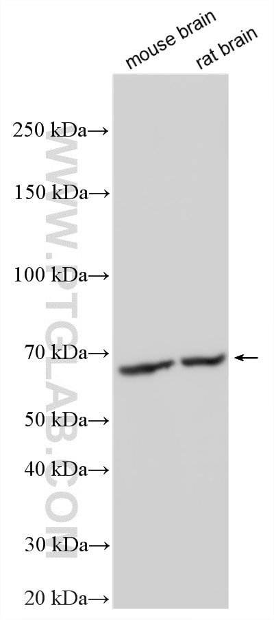WB analysis using 13372-1-AP Western Blot (WB) analysis of various lysates using TFEB Polyclonal antibody (13372-1-AP)