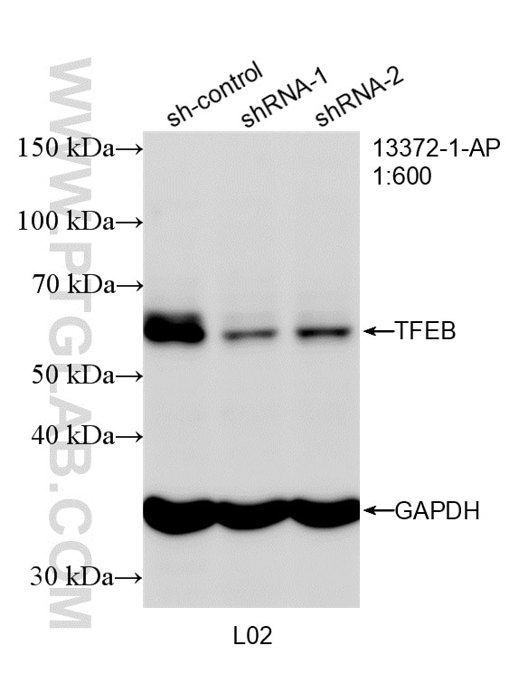 Western Blot (WB) analysis of L02 cells using TFEB Polyclonal antibody (13372-1-AP)