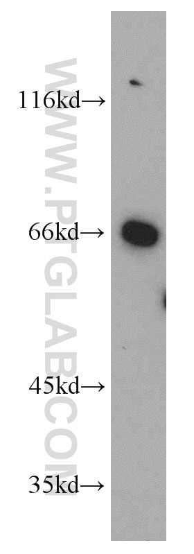 Western Blot (WB) analysis of NIH/3T3 cells using TFEB Polyclonal antibody (13372-1-AP)