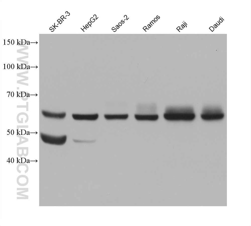 Western Blot (WB) analysis of various lysates using TFEB Monoclonal antibody (68632-1-Ig)