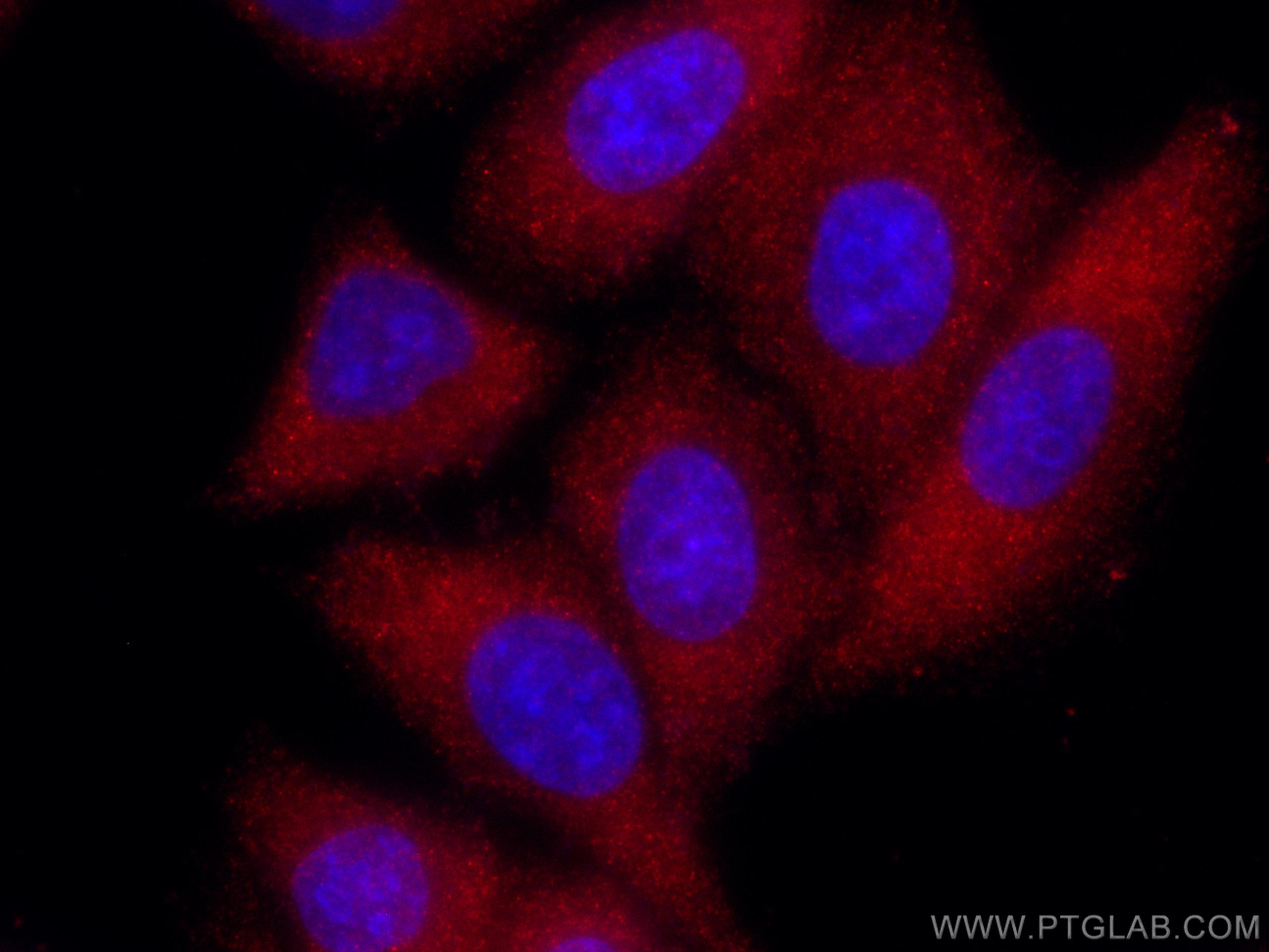 Immunofluorescence (IF) / fluorescent staining of HepG2 cells using CoraLite®594-conjugated TFEB Polyclonal antibody (CL594-13372)