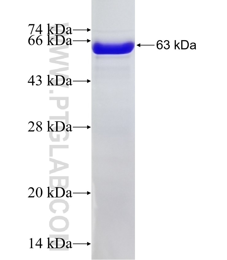 TFEB fusion protein Ag24850 SDS-PAGE