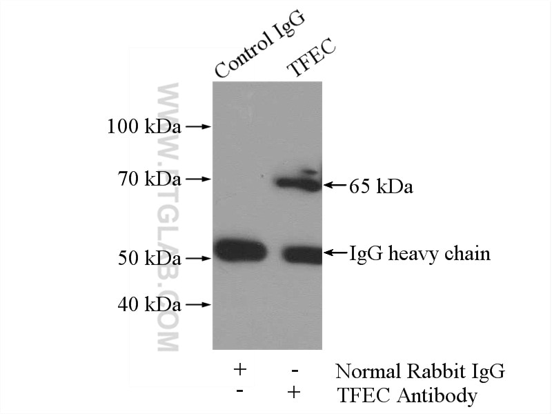 Immunoprecipitation (IP) experiment of mouse testis tissue using TFEC Polyclonal antibody (13547-1-AP)