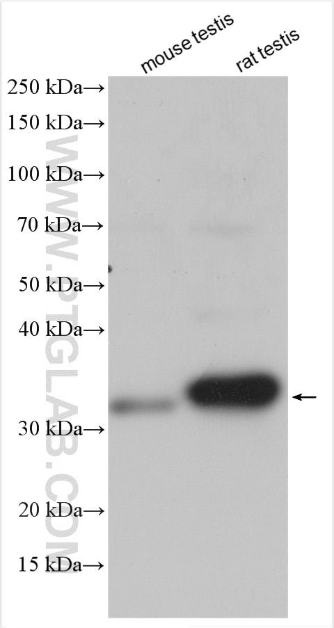 Western Blot (WB) analysis of various lysates using TFEC Polyclonal antibody (29324-1-AP)