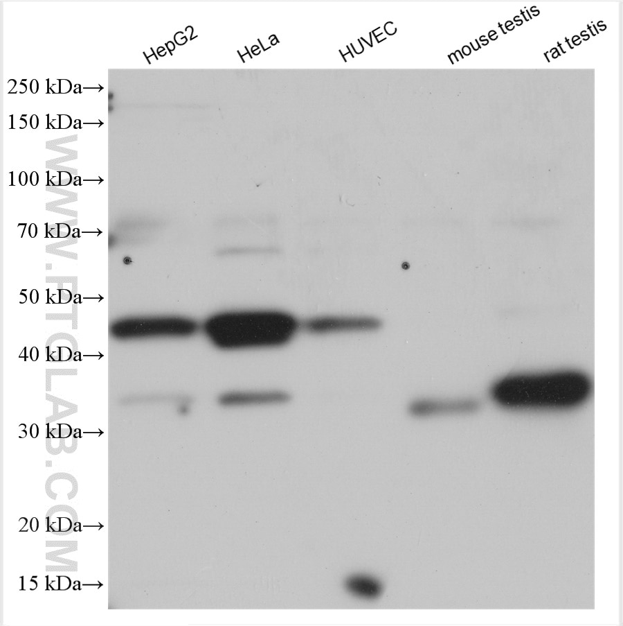 Western Blot (WB) analysis of various lysates using TFEC Polyclonal antibody (29324-1-AP)