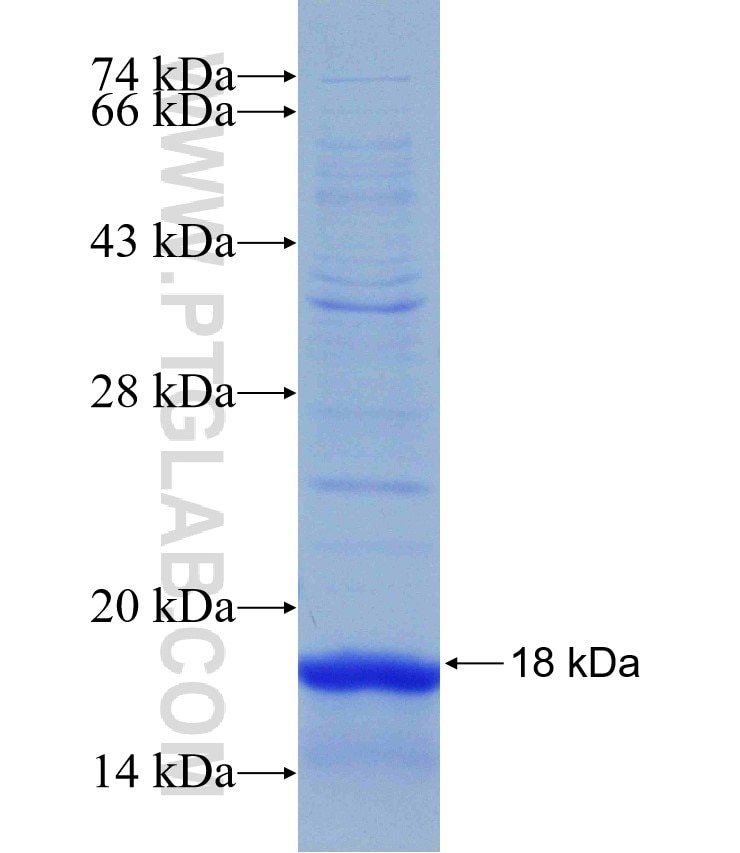 TFEC fusion protein Ag30973 SDS-PAGE
