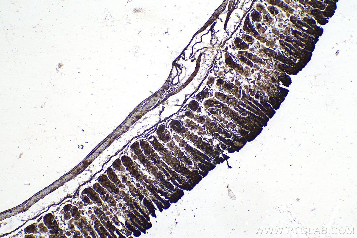 Immunohistochemistry (IHC) staining of mouse stomach tissue using Trefoil factor 1 Polyclonal antibody (13734-1-AP)