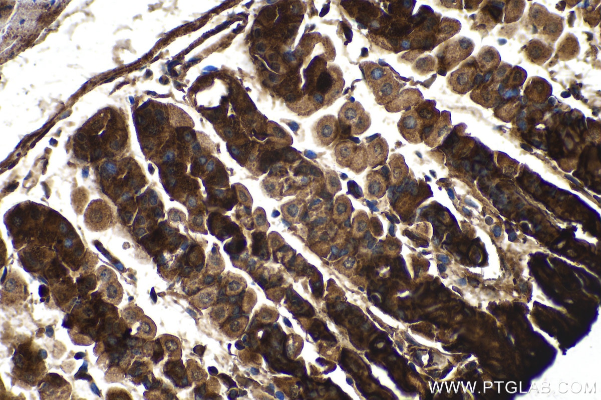 Immunohistochemistry (IHC) staining of mouse stomach tissue using Trefoil factor 1 Polyclonal antibody (13734-1-AP)