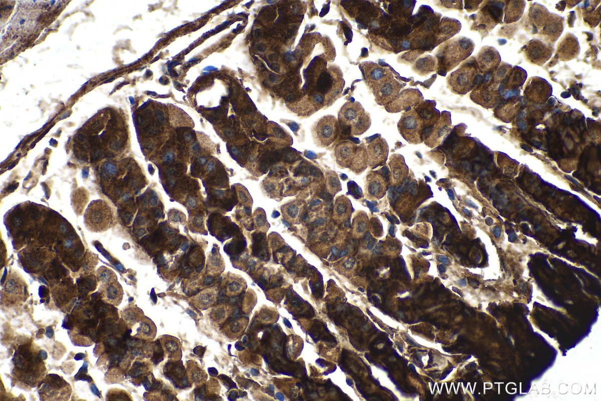 Immunohistochemistry (IHC) staining of mouse stomach tissue using TFF1 Polyclonal antibody (13734-1-AP)