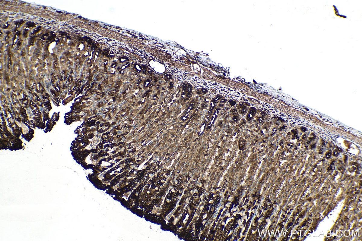 IHC staining of rat stomach using 13734-1-AP