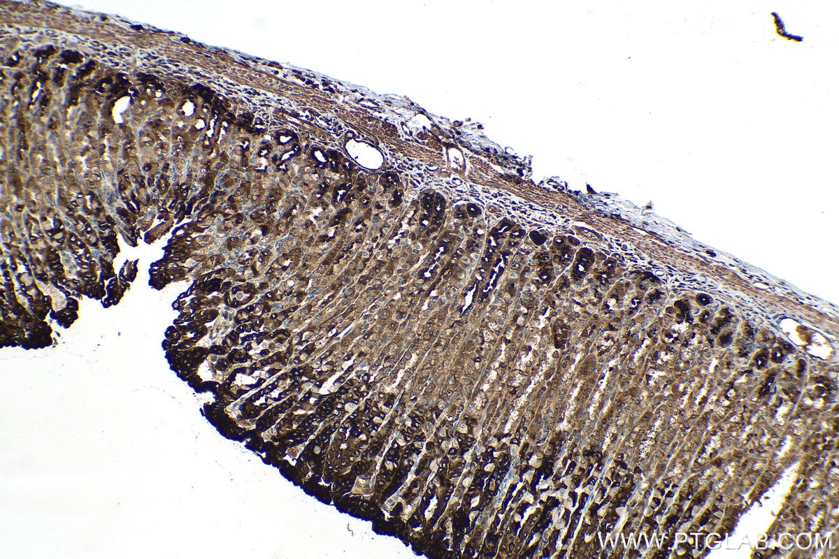 Immunohistochemistry (IHC) staining of rat stomach tissue using Trefoil factor 1 Polyclonal antibody (13734-1-AP)