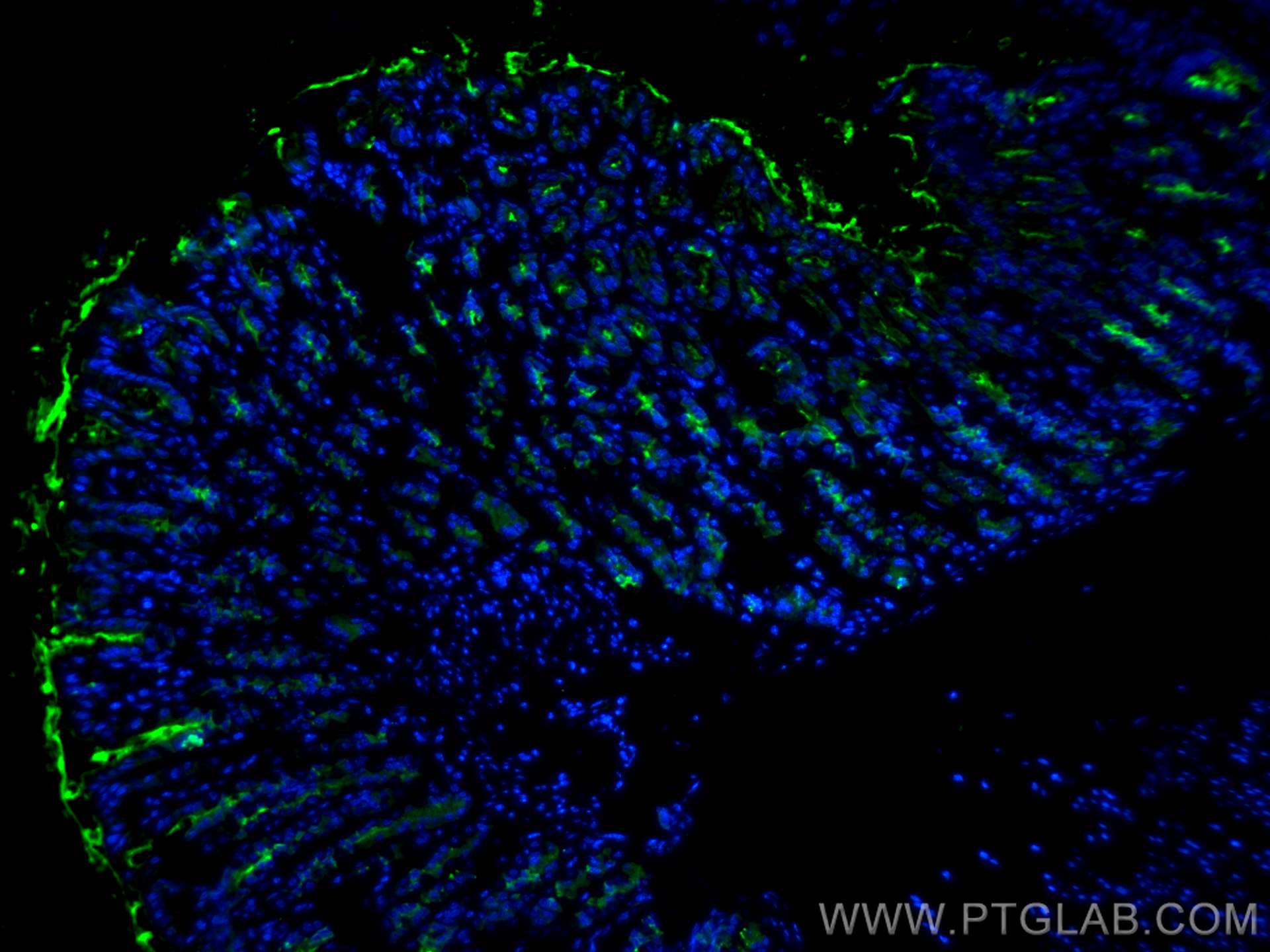 IF Staining of mouse stomach using 13681-1-AP