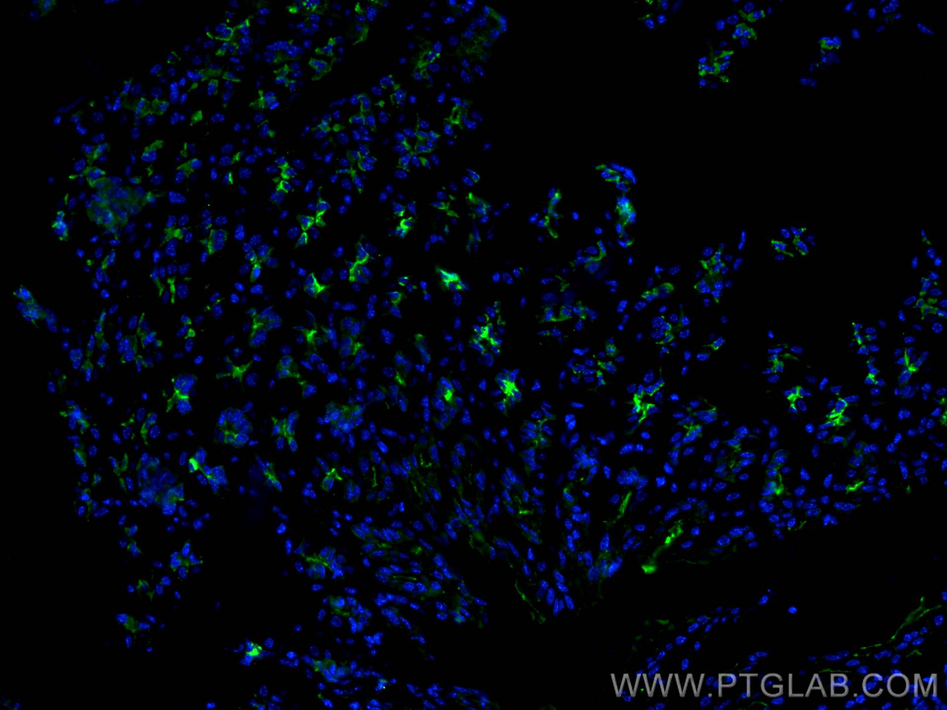 Immunofluorescence (IF) / fluorescent staining of mouse stomach tissue using TFF2 Polyclonal antibody (13681-1-AP)