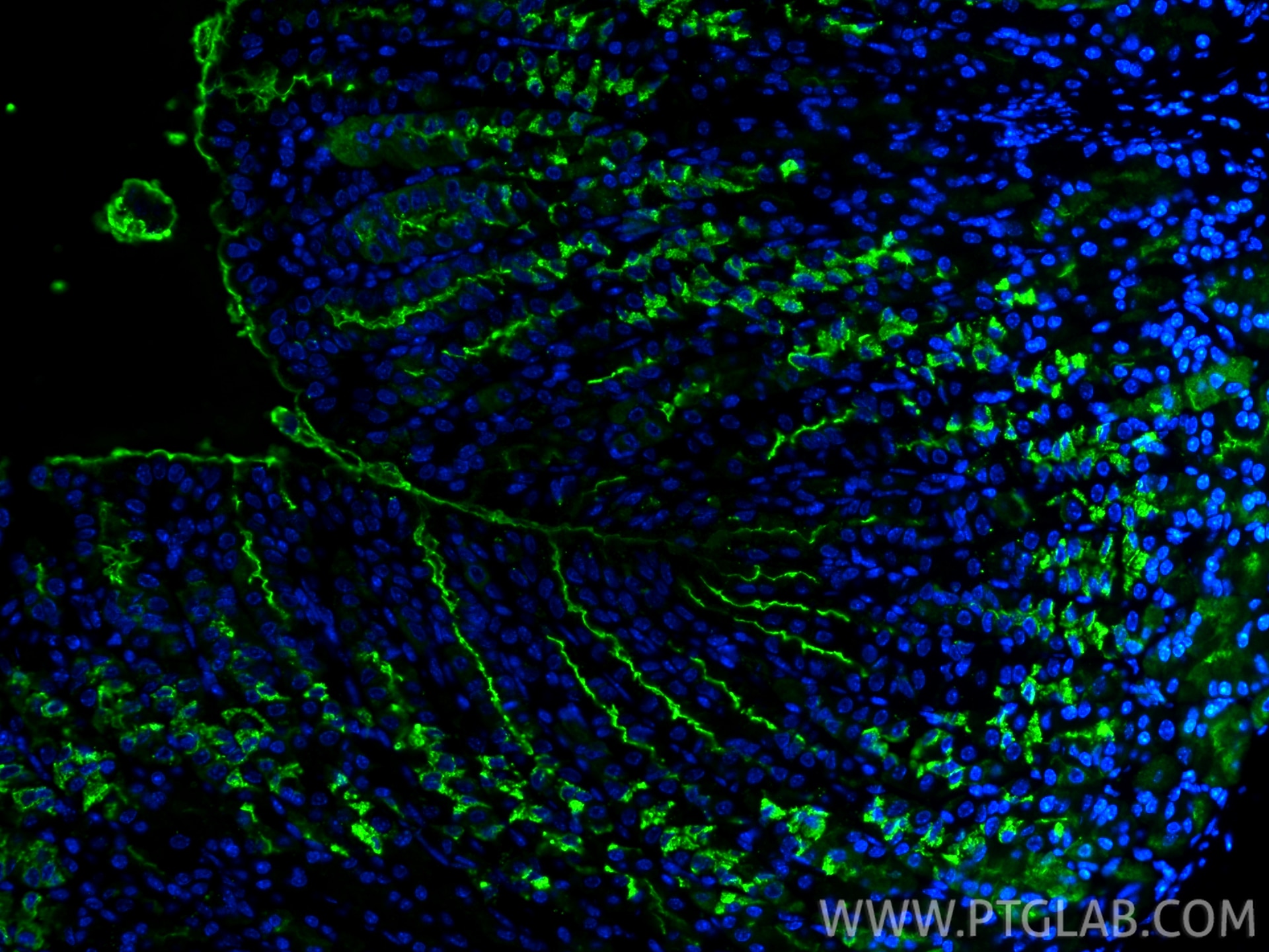 IF Staining of mouse stomach using 13681-1-AP (same clone as 13681-1-PBS) Immunofluorescence (IF) / fluorescent staining of mouse stomach tissue using TFF2 Polyclonal antibody (13681-1-AP)