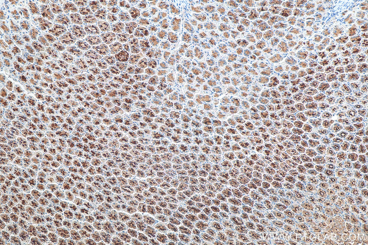 Immunohistochemistry (IHC) staining of mouse stomach tissue using TFF2 Polyclonal antibody (13681-1-AP)