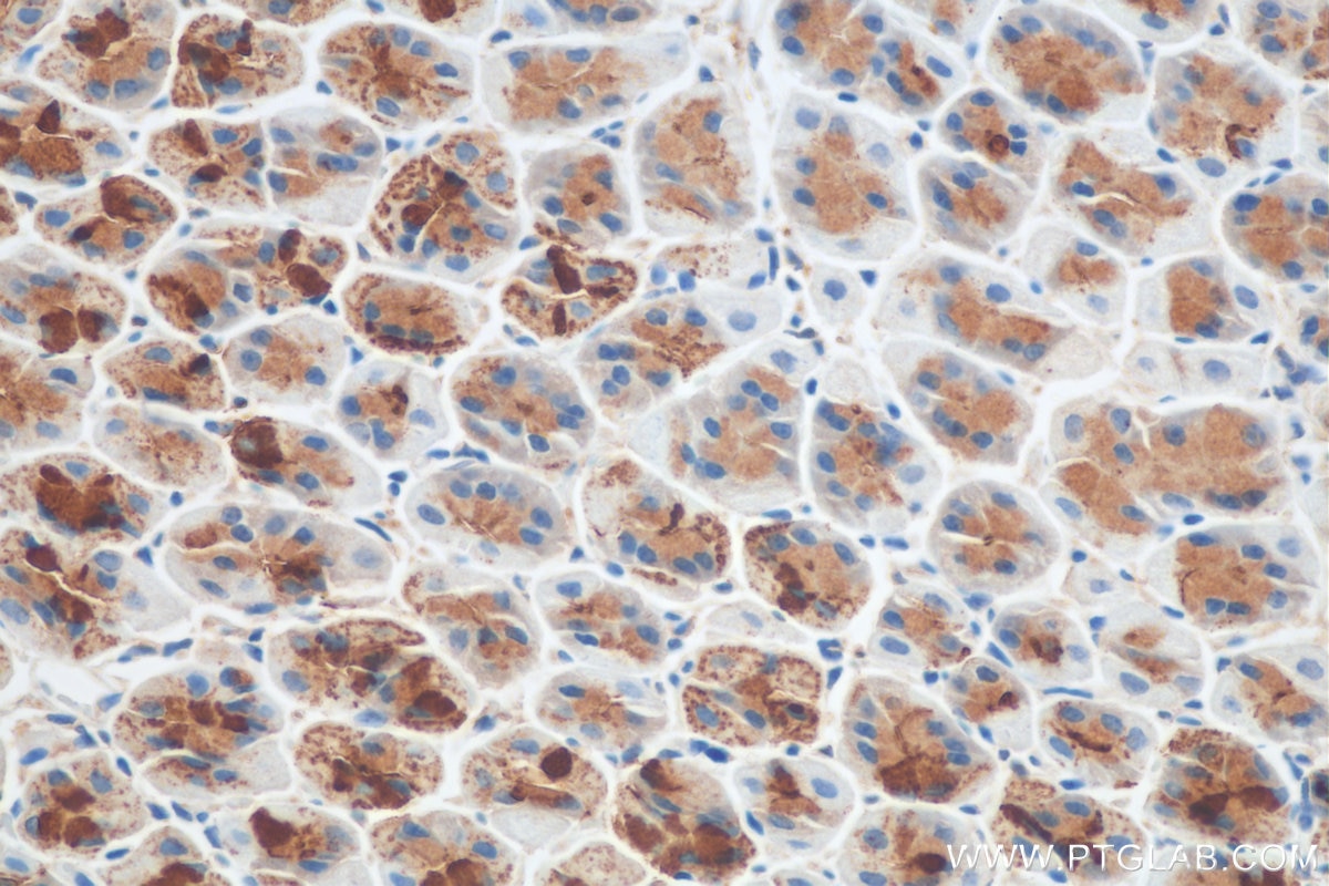 Immunohistochemistry (IHC) staining of mouse stomach tissue using TFF2 Polyclonal antibody (13681-1-AP)