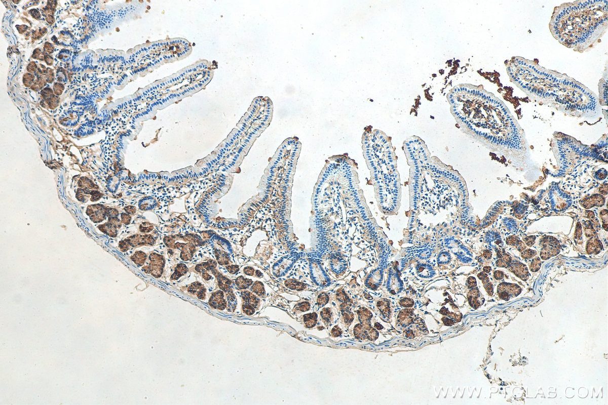 Immunohistochemistry (IHC) staining of mouse small intestine tissue using TFF2 Polyclonal antibody (13681-1-AP)