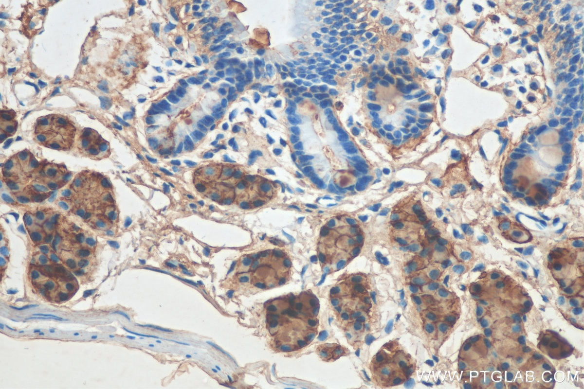 Immunohistochemistry (IHC) staining of mouse small intestine tissue using TFF2 Polyclonal antibody (13681-1-AP)