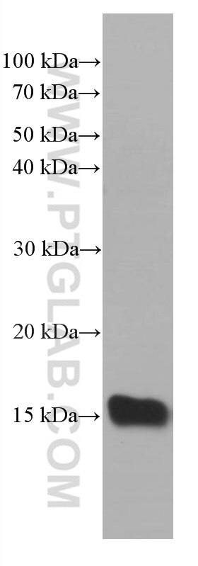 Western Blot (WB) analysis of pig stomach tissue using TFF2 Monoclonal antibody (66471-1-Ig)