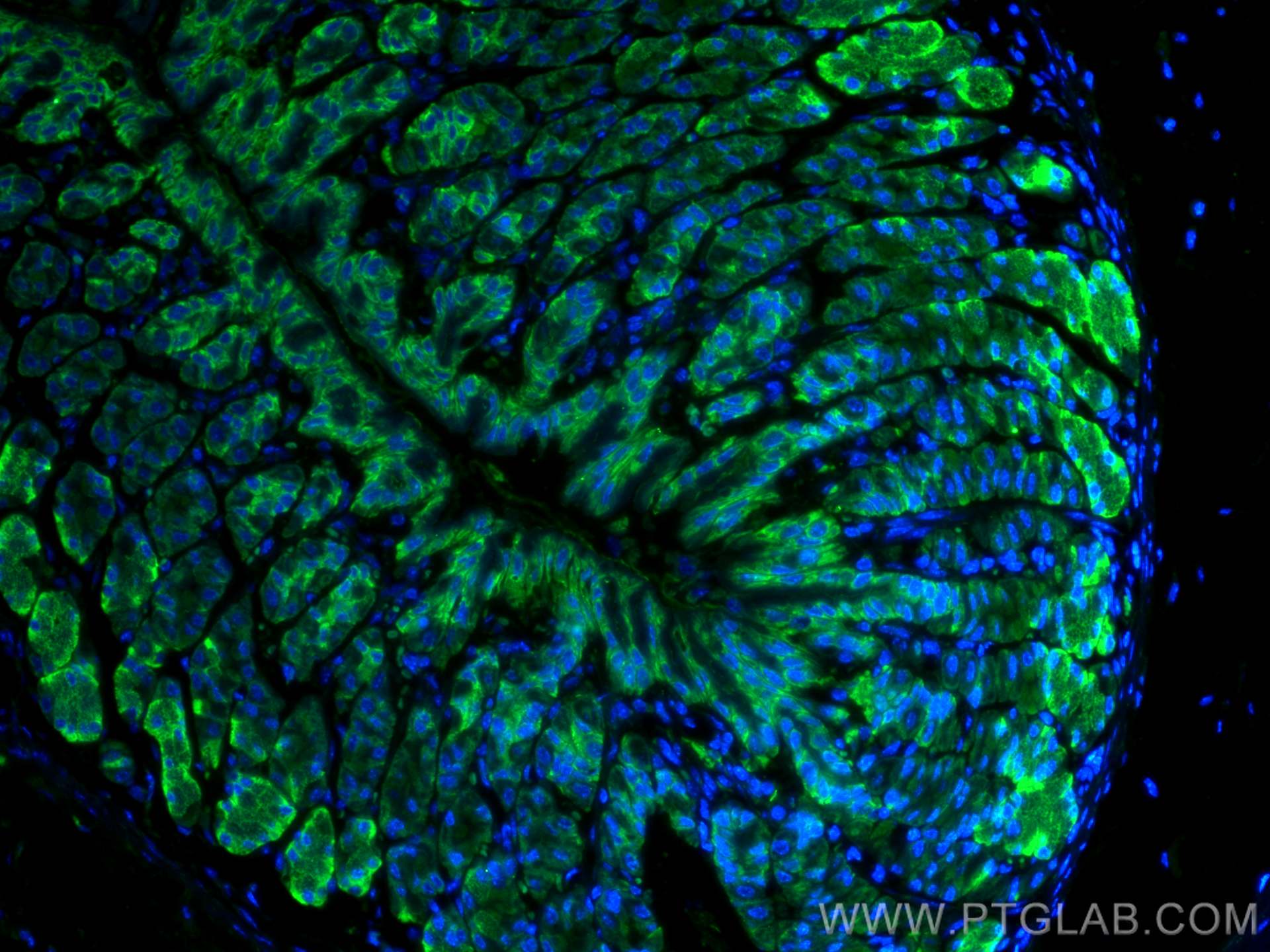 Immunofluorescence (IF) / fluorescent staining of mouse stomach tissue using CoraLite® Plus 488-conjugated TFF2 Polyclonal anti (CL488-13681)