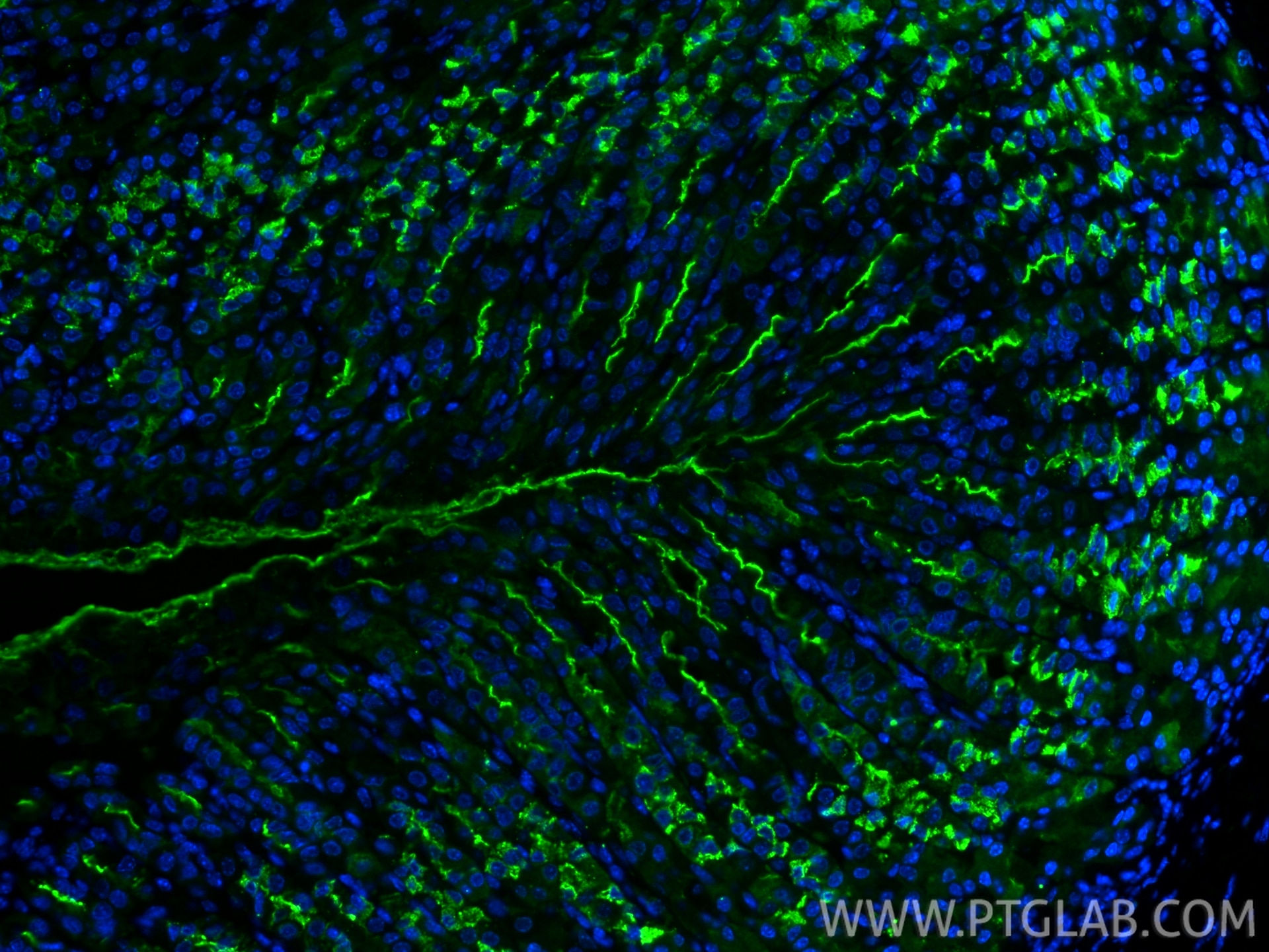 Immunofluorescence (IF) / fluorescent staining of mouse stomach tissue using CoraLite® Plus 488-conjugated TFF2 Polyclonal anti (CL488-13681)