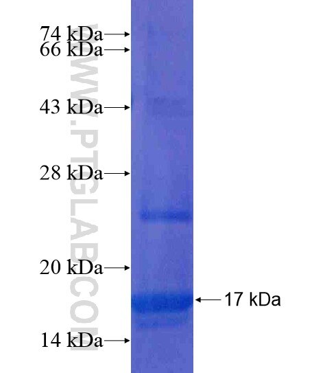 TFF2 fusion protein Ag18765 SDS-PAGE