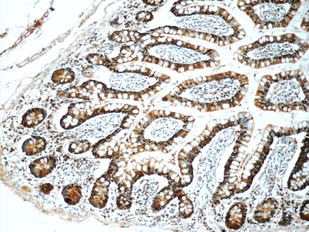 Immunohistochemistry (IHC) staining of human small intestine tissue using Trefoil factor 3 Polyclonal antibody (23277-1-AP)