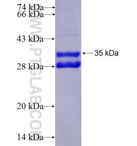 TFF3 fusion protein Ag9543 SDS-PAGE