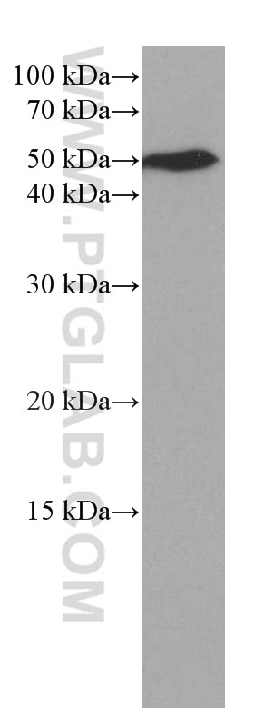 Western Blot (WB) analysis of MCF-7 cells using TFG Monoclonal antibody (66916-1-Ig)