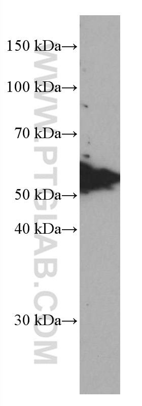Western Blot (WB) analysis of HEK-293 cells using TFG Monoclonal antibody (66916-1-Ig)