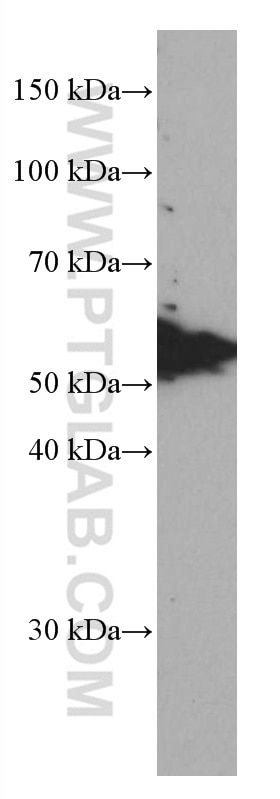 WB analysis of HEK-293 using 66916-1-Ig
