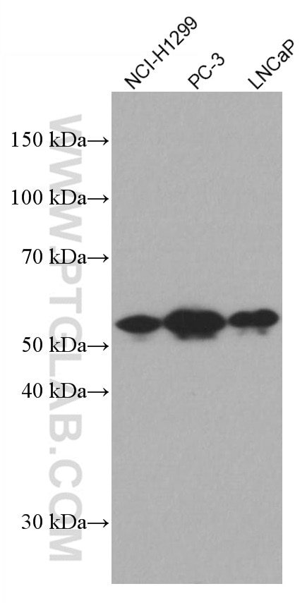 Western Blot (WB) analysis of various lysates using TFG Monoclonal antibody (66916-1-Ig)